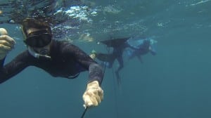 freedive avidag corse 46