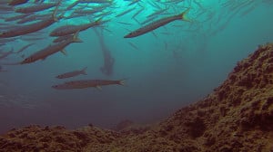 avidag freediving course l2-1 (2)