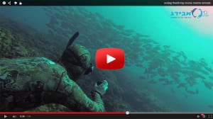 marine enimals salpa