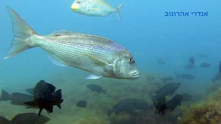 בואו להכיר את מסתורי הים התיכון