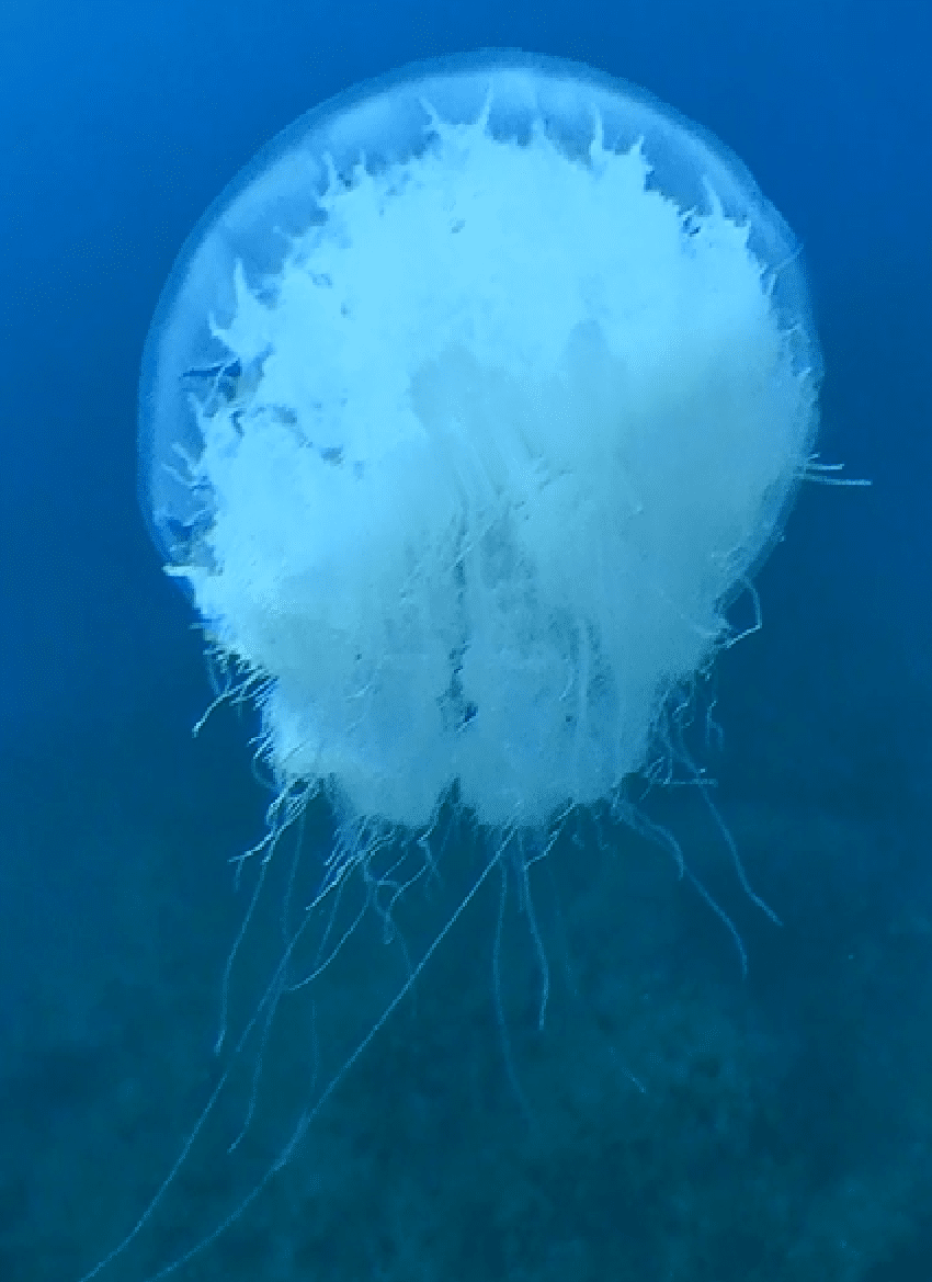 JellyFish