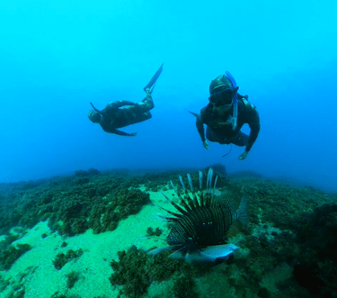 LionFish